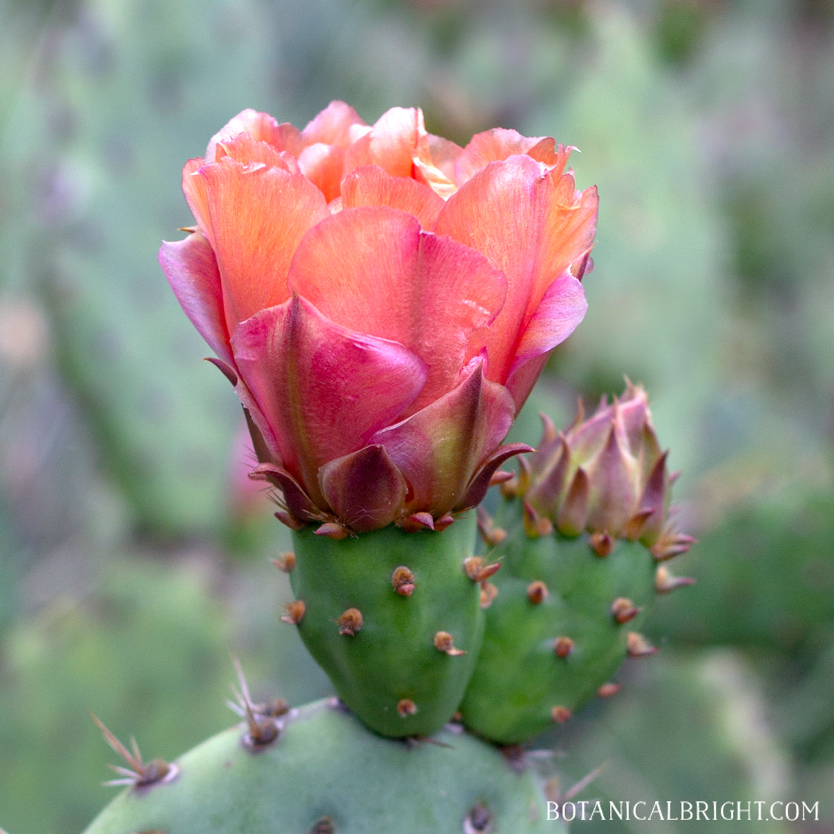 Botanical Bright - Opuntia Cactus Cacti Blooming