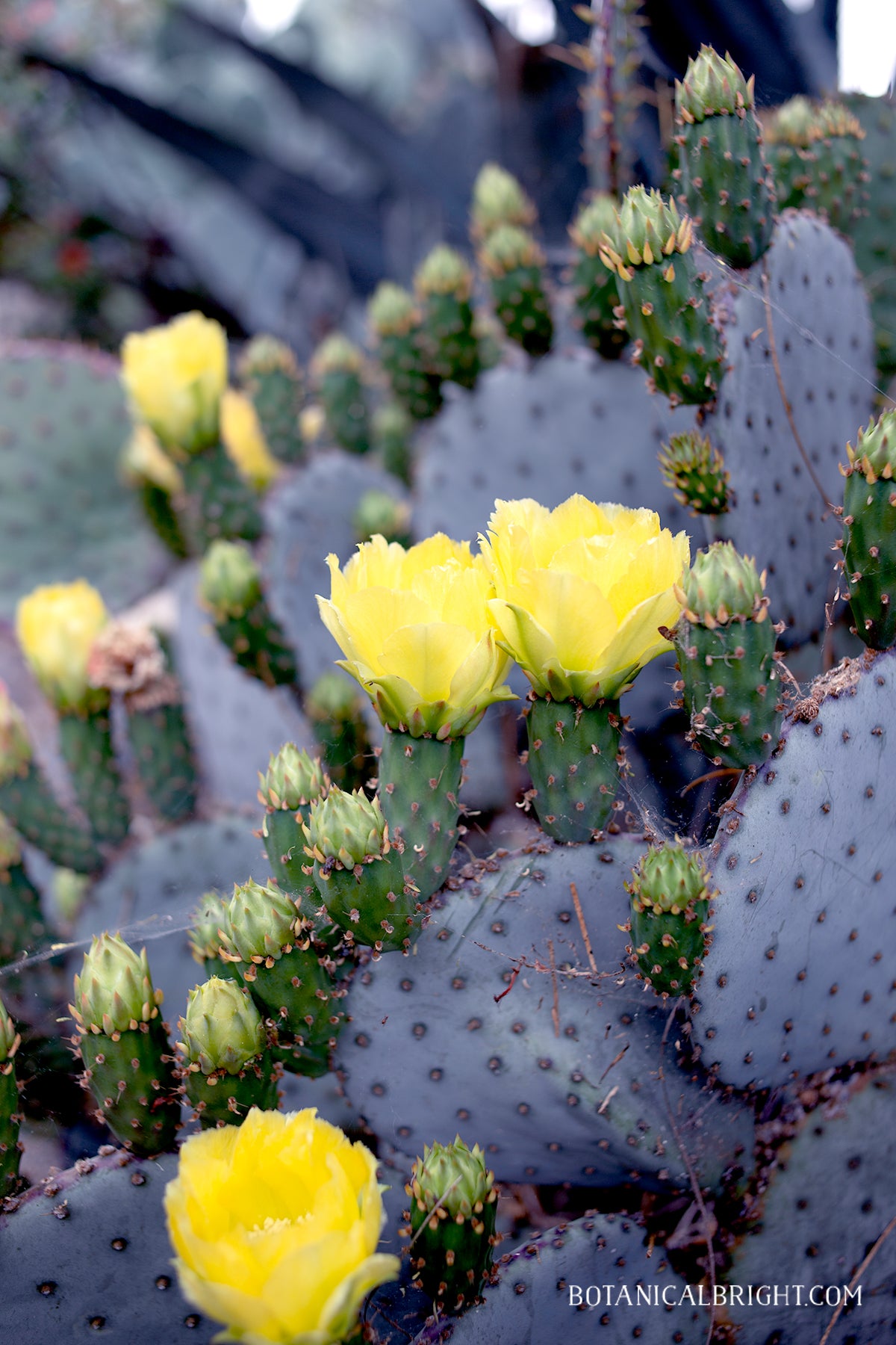 Botanical Bright - Opuntia Cactus Cacti Blooming