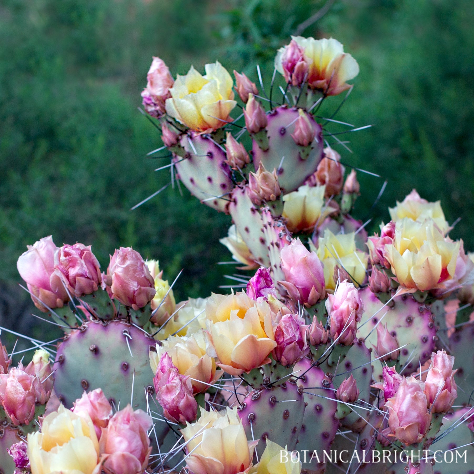Botanical Bright - Cactus Cacti Opuntia Blooming