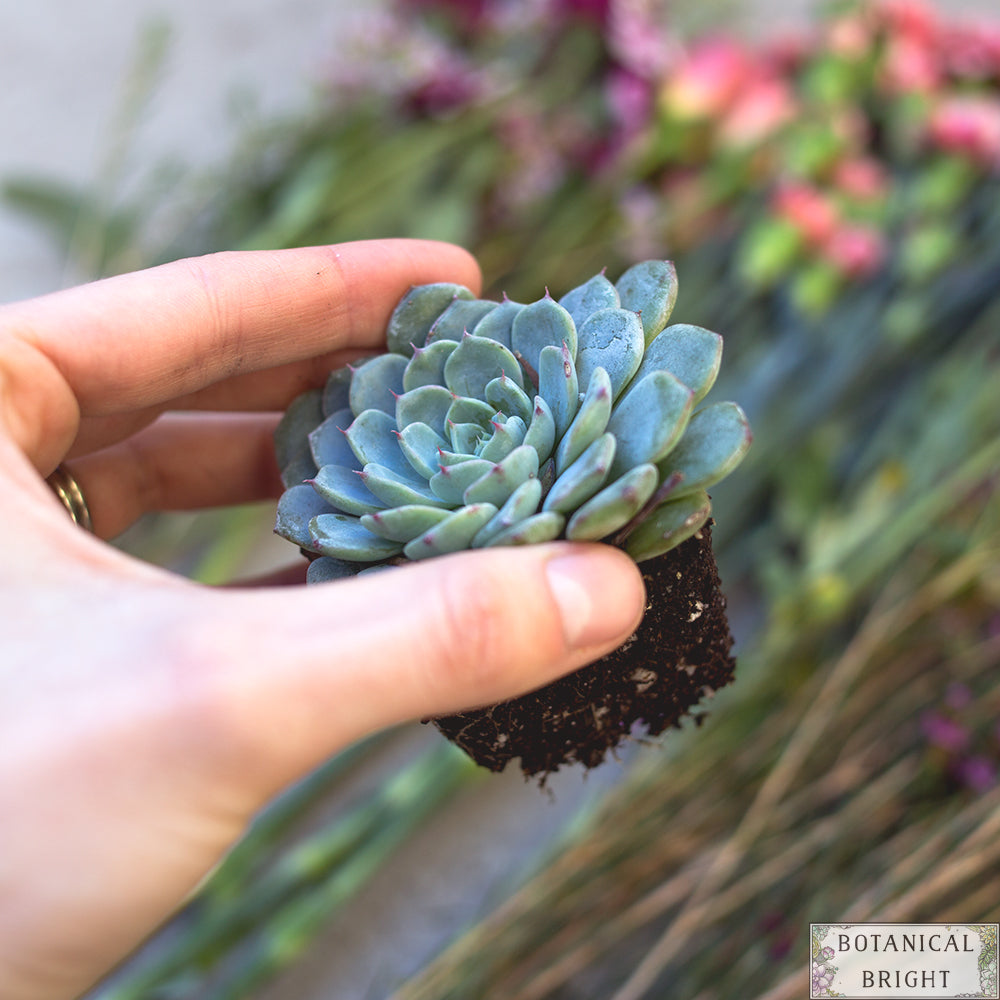 DIY - How to Add Succulents to Any Bouquet