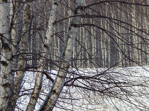 Birch tree bark