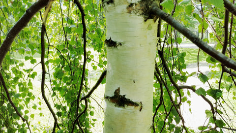 Birch Trees