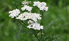 wildflowers