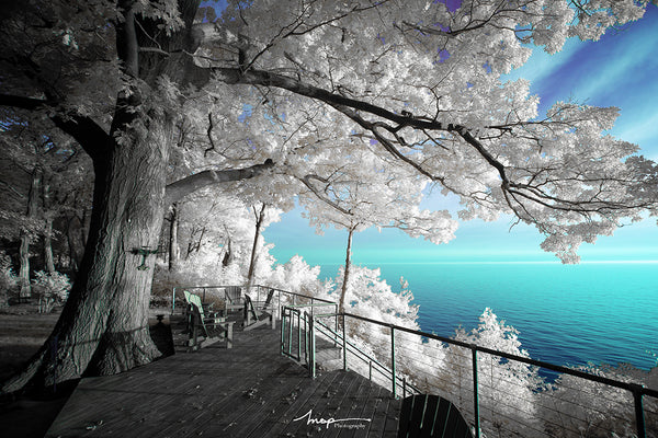 Cokin Color Infrared Photography