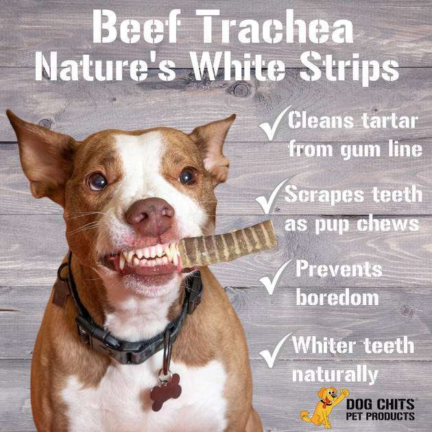 are tracheas good for dogs