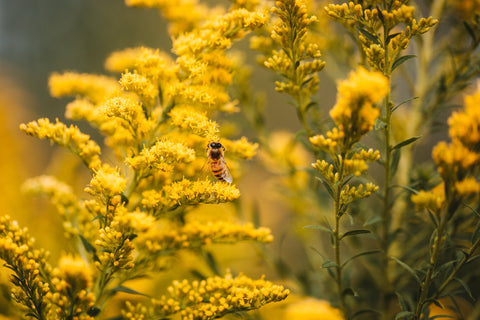 joils news weltbienentag bienen