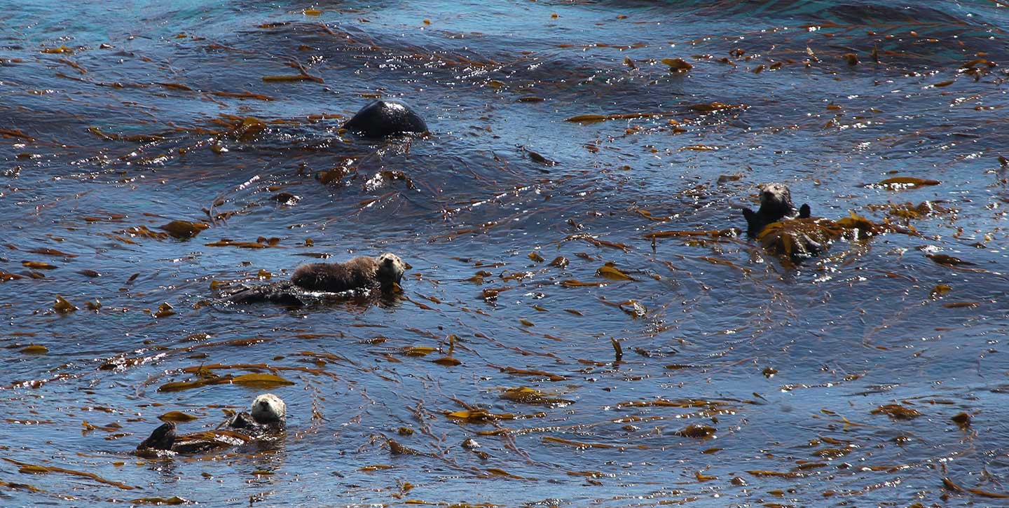 Sea otters off the Big Sur coast