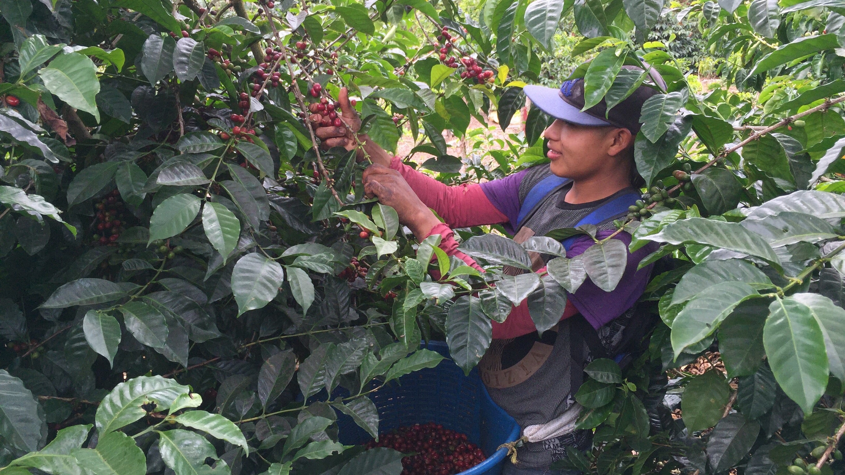 Picking coffee at Mama Cata Estate