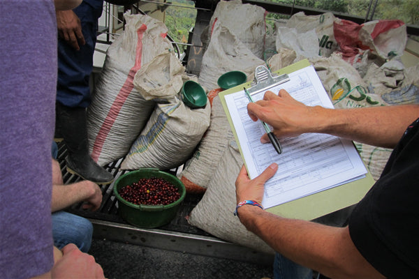 Coffee being evaluated for quality and ripeness at La Palma y El Tucan