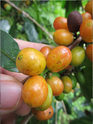 Coffee ripening on the tree
