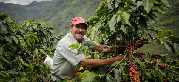 Farmer and coffee cherries at Granja La Esperanza