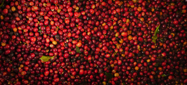 Coffee cherries at La Palma y El Tucan