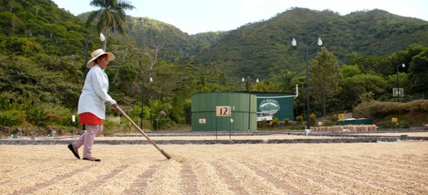 Finca Las Mercedes drying bed