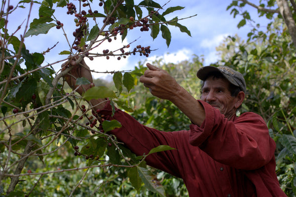 A worker at Finca Los Planes