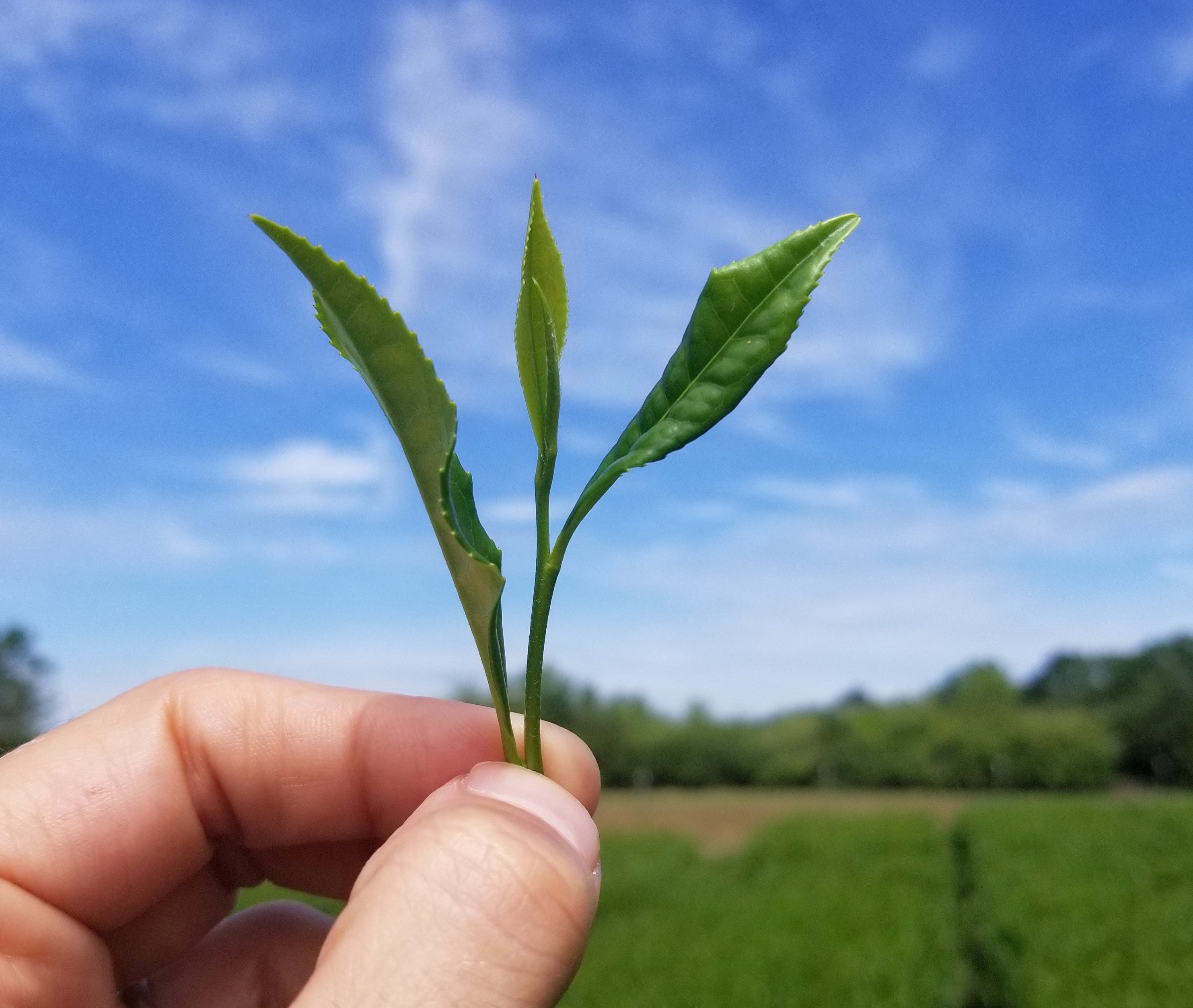 Tea leaves