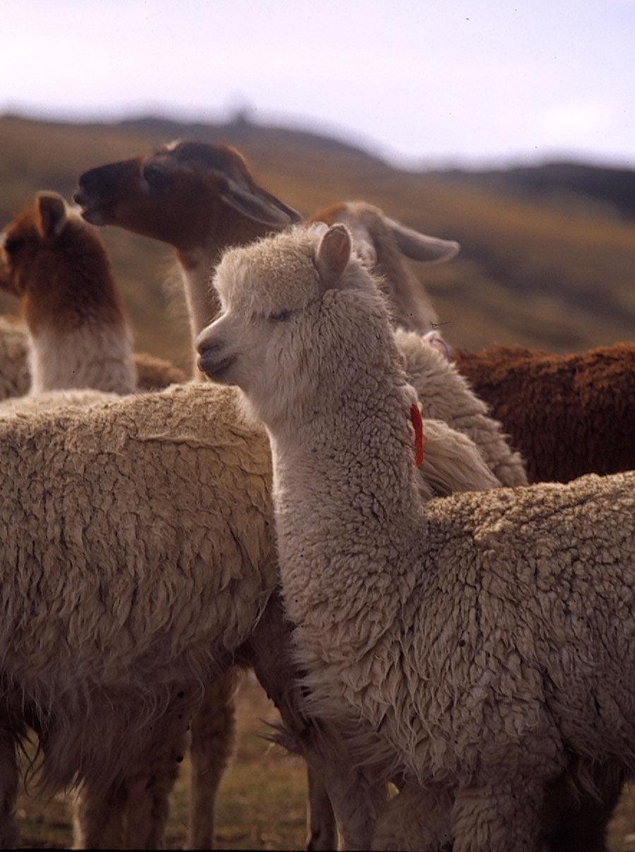 Alpaca Herds in Peru | Sustainable clothing made from free range alpaca wool
