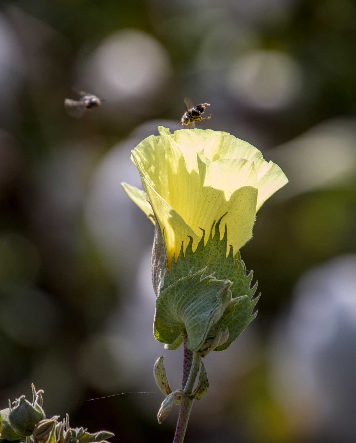 organic cotton flower visited by bees