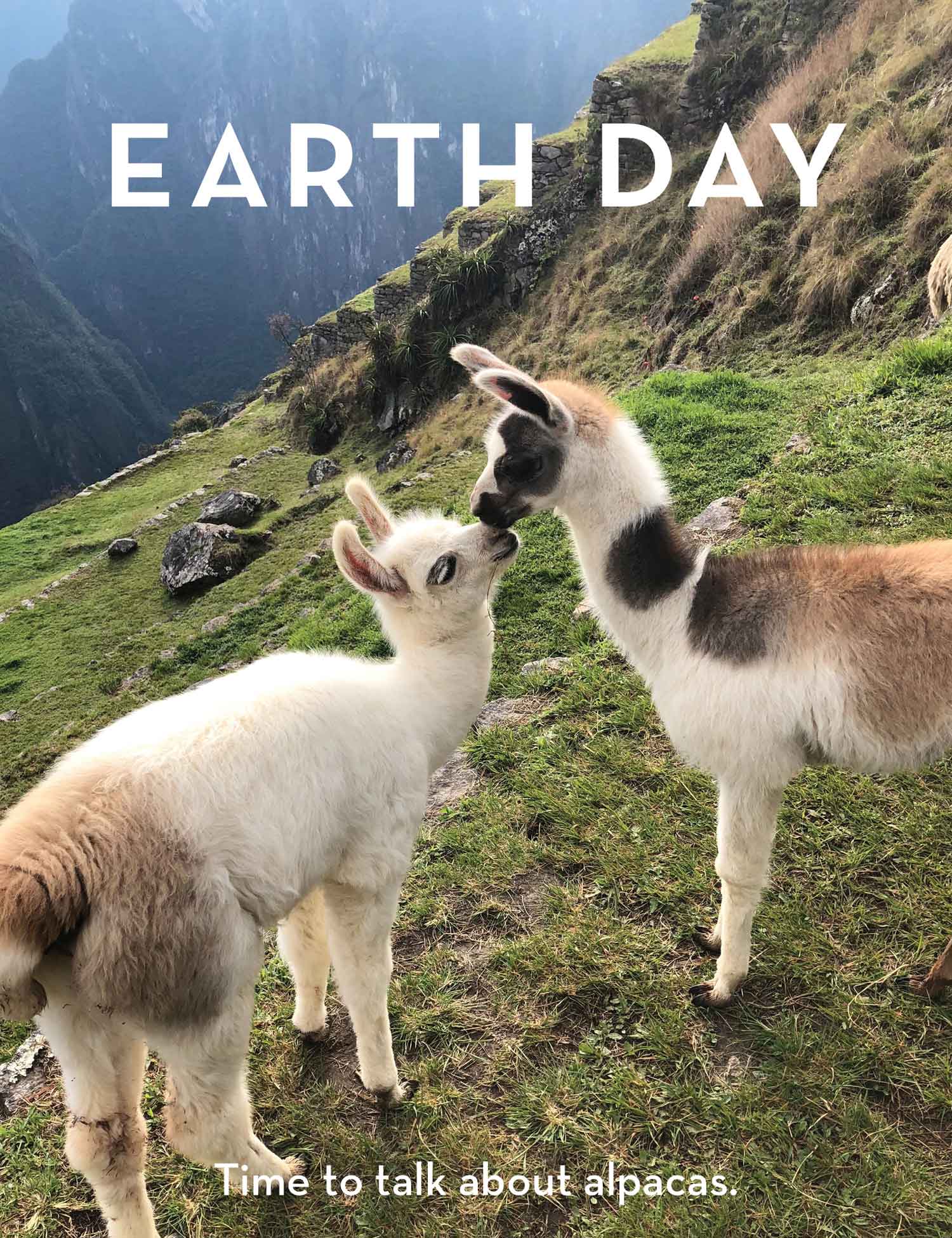 Earth Day - Alpacas of the South American Highlands and How You Can Help