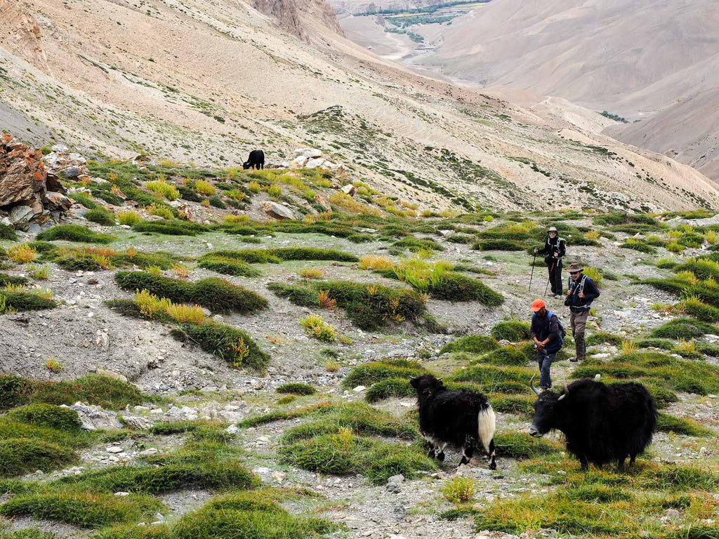 Trekking in Ladakh from Gyal to Kanji, Yaks below the Sarbantan La