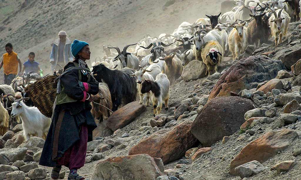 Bringing in the goats, Hanupatta, Ladakh