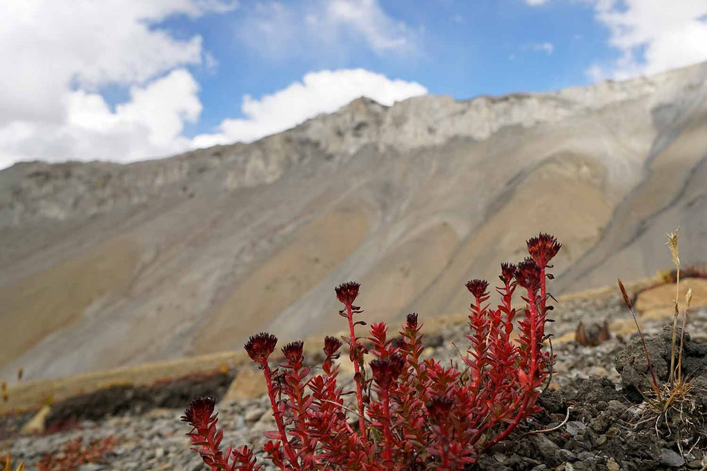 Flowers of Ladakh 6