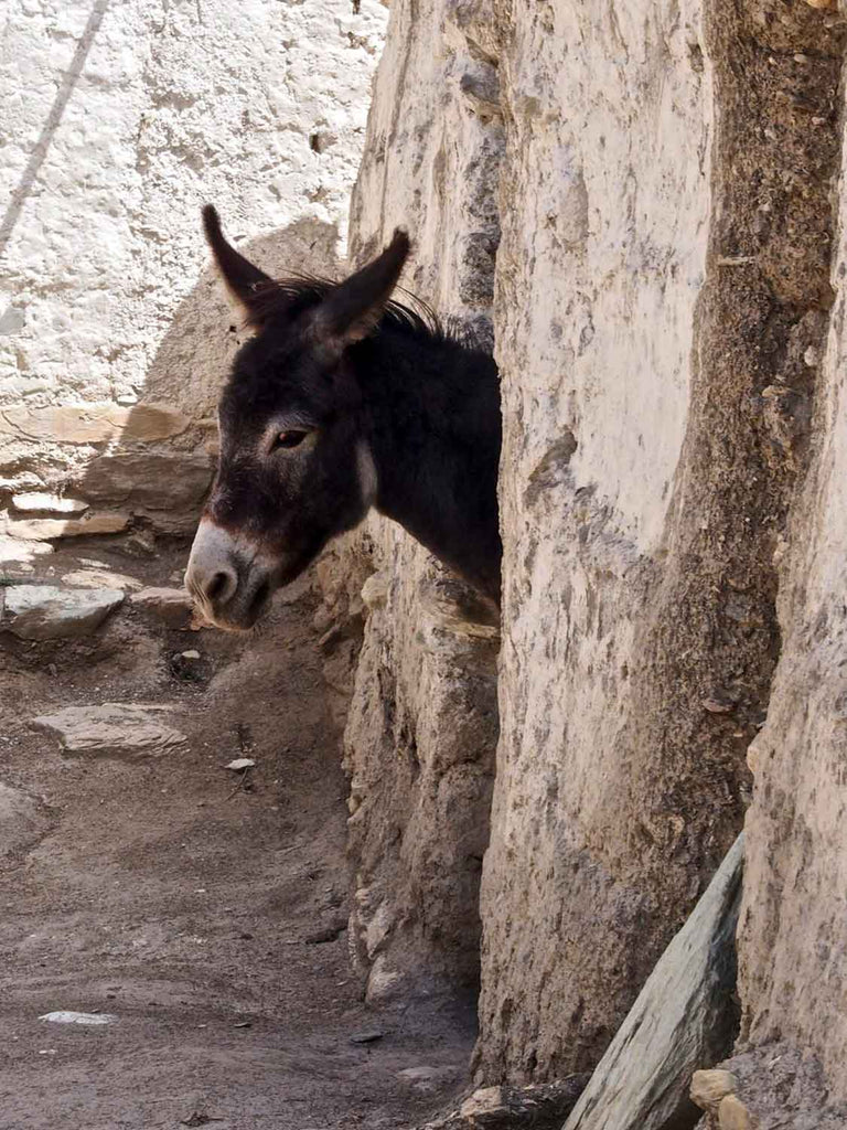 Front Half of Donkey, Kanji Village, Ladakh