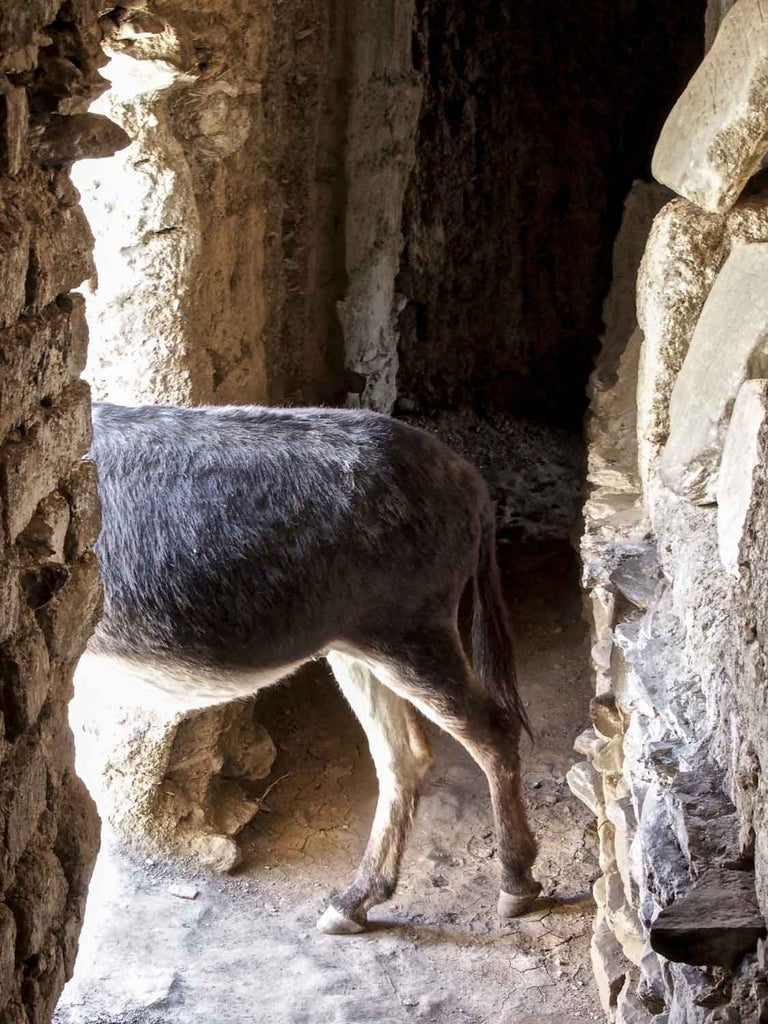 Back Half of Donkey, Kanji Village, Ladakh