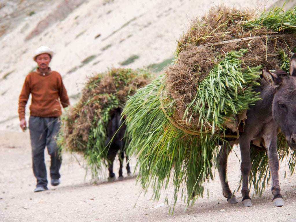 Harvest Time, Kanji, Ladakh