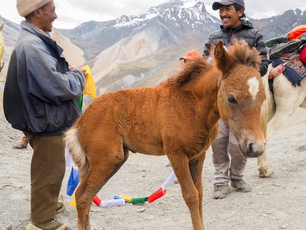 New Pony, Yogma La, Ladakh