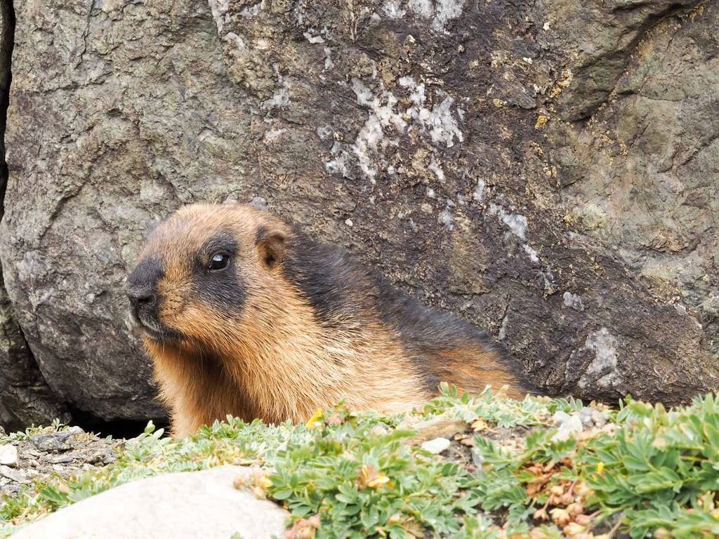 Marmot at our camp, Ladakh