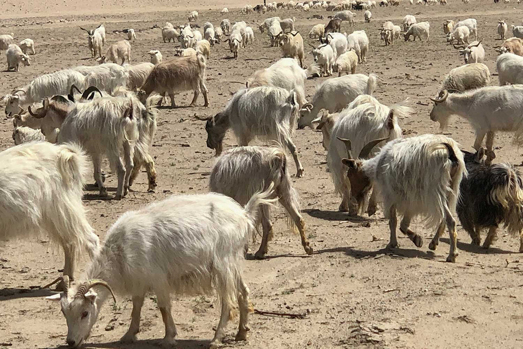 Pashmina goats, Changtang, Ladakh