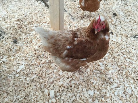 curious chicken