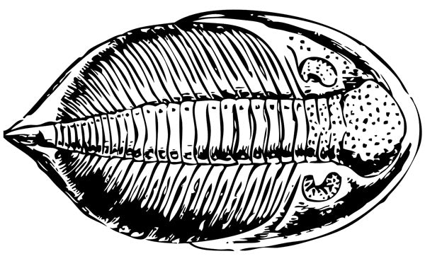 Trilobite Drawing