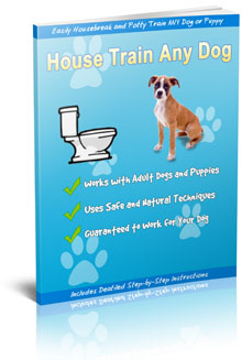 How To Housetrain & Potty Train Any Dog