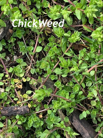 chick weed