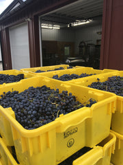 photo of red wine grapes in lugs