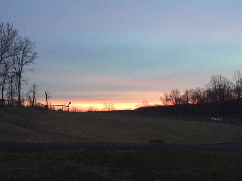 photo of vineyard at sunset