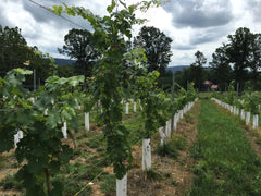 photo of new vineyard