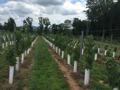 photo of new vineyard