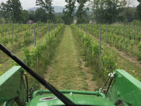 photo of vineyard from tractor