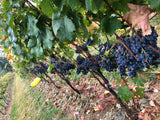 row of cabernet franc grapes at harvest