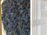 bin of cabernet sauvignon grapes at harvest