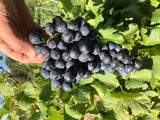 bunch of cabernet franc grapes at harvest
