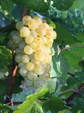 bunch of sauvignon blanc grapes at harvest