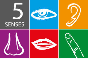 your 5 senses