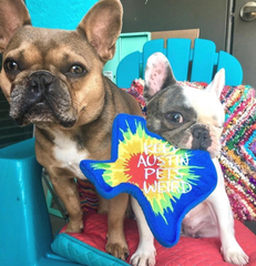Two French Bulldogs sitting on a chair with a tie-dye toy shaped like Texas that says "keep Austin pets weird"