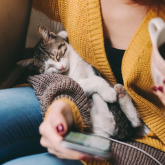 Cat sleeping in woman's arms while she's on her phone