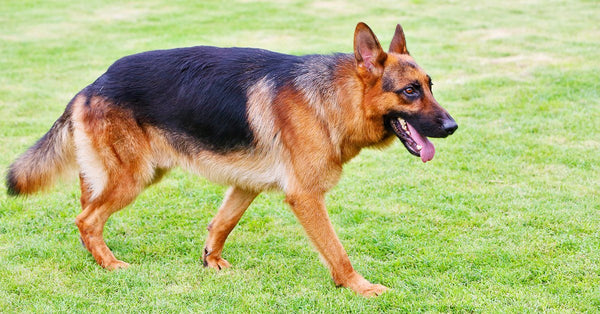 why my german shepherd losing hair