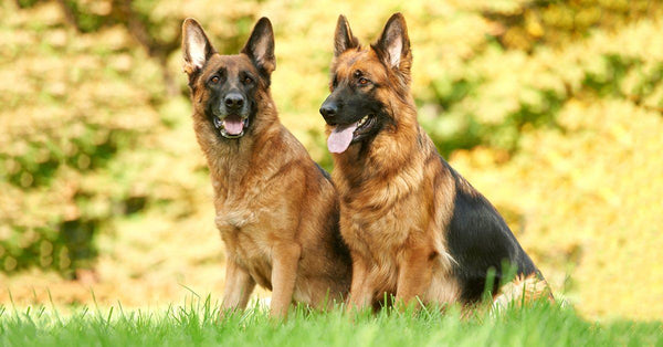 are german shepherds emotionally sensitive