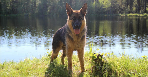 are german shepherds good water dogs